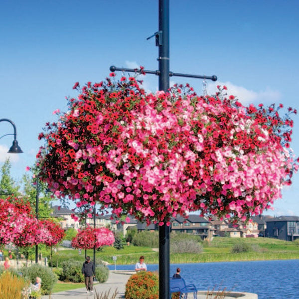 Commercial hanging self-watering planter basket with cascading flowers used for streetscape and downtown beautification.